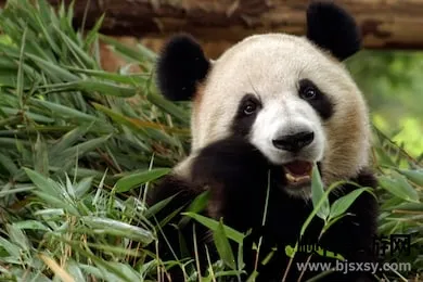 熊猫护林员 熊猫护林员