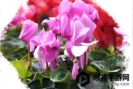 青州花卉平台企业端2026下载安装 青州花卉平台企业端2026下载安装