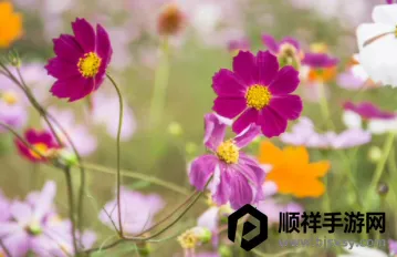 花加云选2026下载安装 花加云选2026下载安装