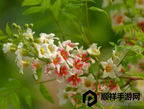 Prisma��׿���ֻ���