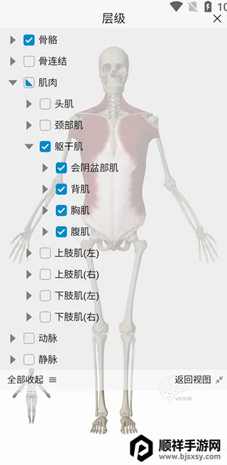 维萨里3D解剖2026官方最新版本 维萨里3D解剖2026官方最新版本
